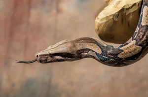 Slithery snake escapes; on the lam